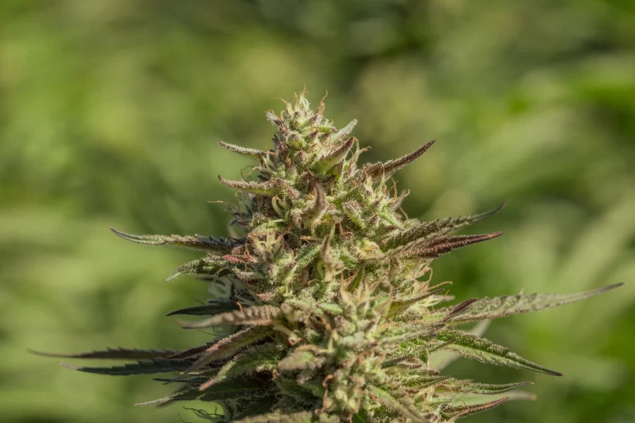 Atlas Seed Chingona feminized photoperiod cannabis seeds