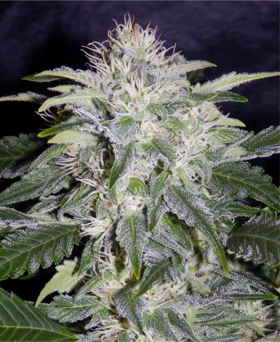 24 Carat Mephisto Genetics Feminized Auto-Flowering Seeds