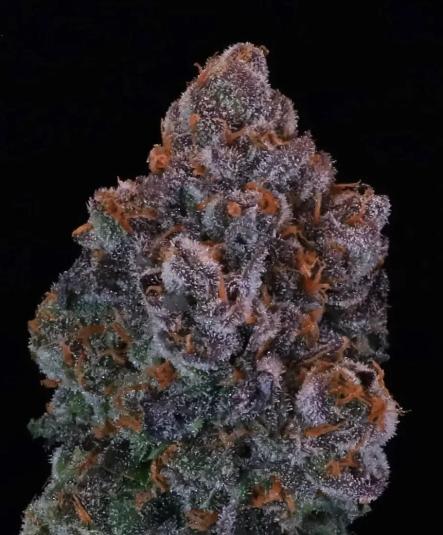 Atlas Seed Green Apple Candy Feminized Photoperiod Seeds Ground Up Genes