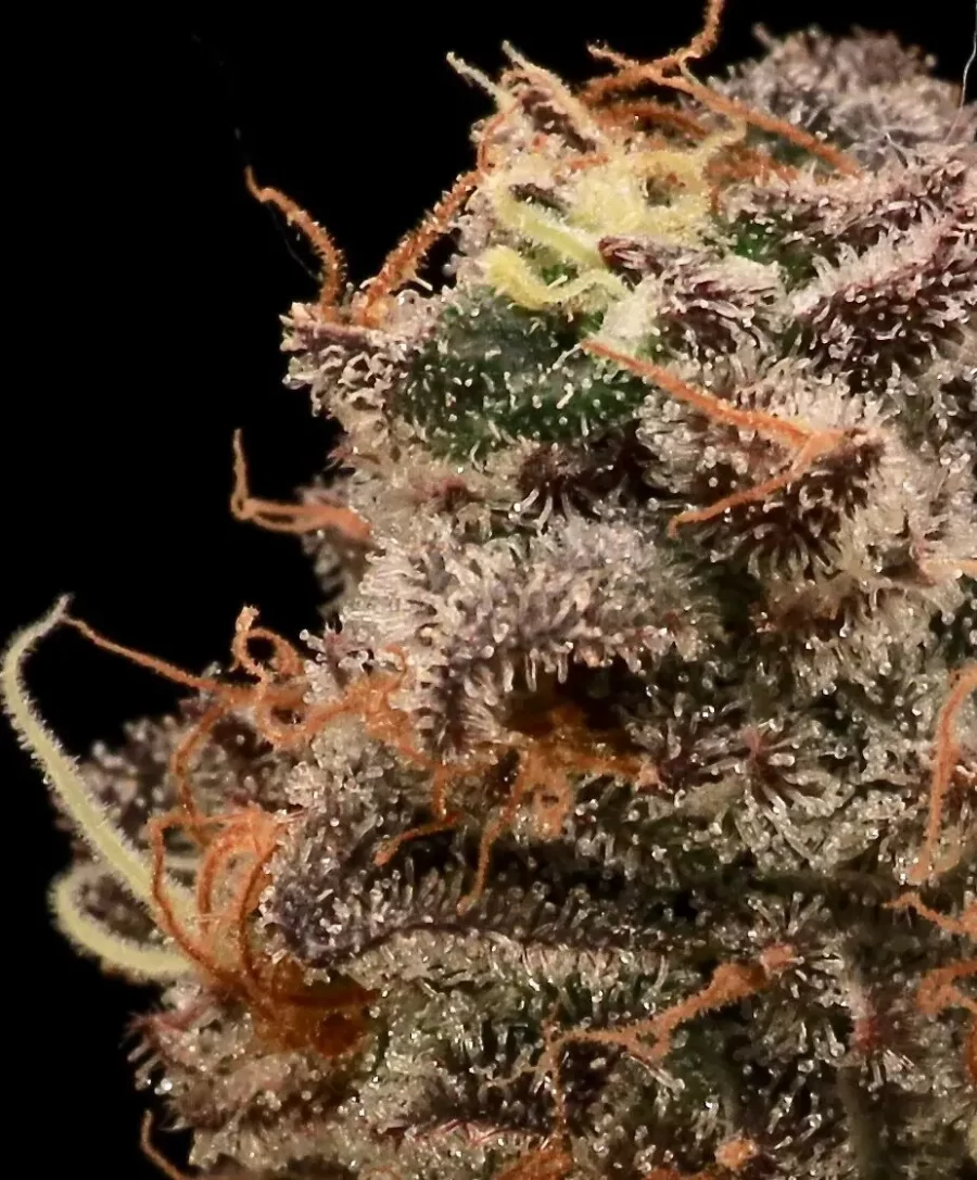 Atlas Seed Sour Cherry Diesel Feminized Photoperiod Seeds Ground Up Genes