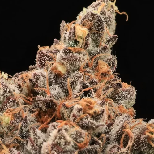 Atlas Seed The Pandalorian Feminized Photoperiod Seeds Ground Up Genes