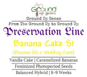 Banana Cake S1 Feminized Photoperiod Seeds Ground up genes preservation pack line
