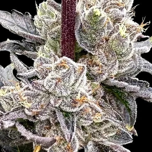 Atlas Seed Dry Erase Marker Full Term Feminized Photoperiod Cannabis Seeds