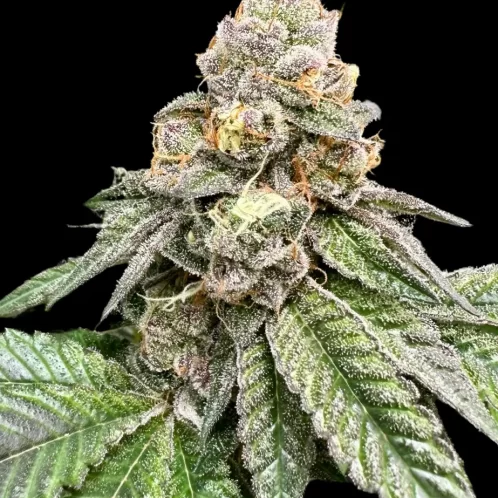Atlas Seed Gorilla Burger Full Term Feminized Photoperiod Cannabis Seeds