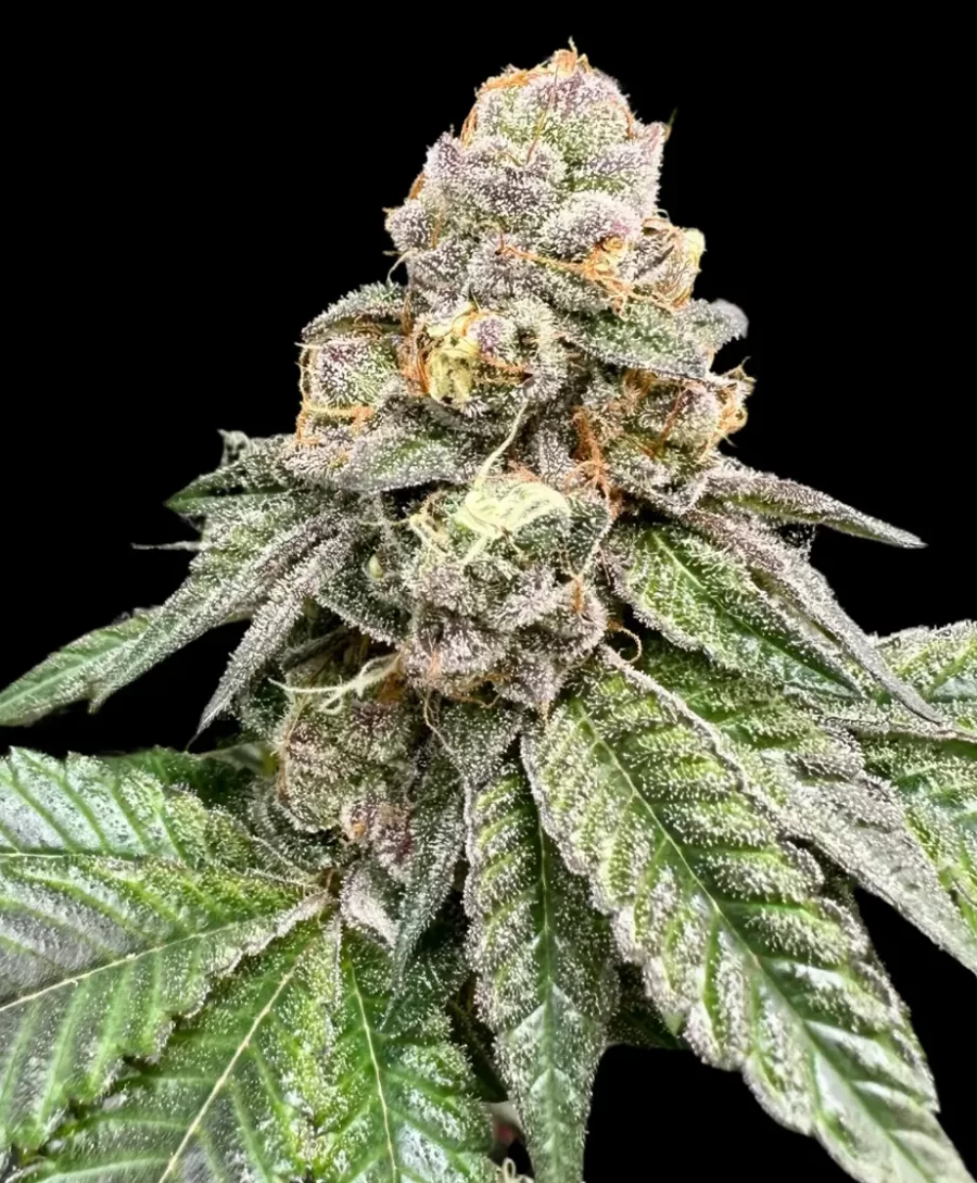Atlas Seed Gorilla Burger Full Term Feminized Photoperiod Cannabis Seeds