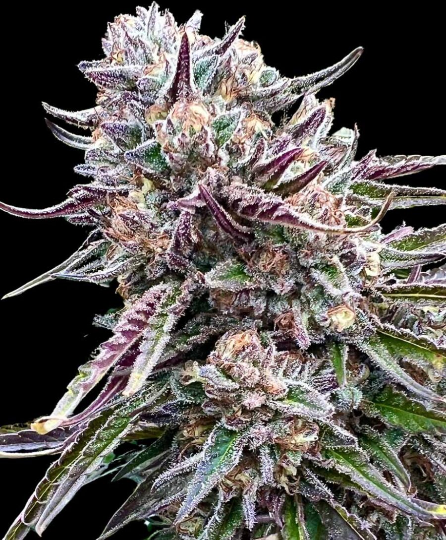Atlas Seed Orangutangie Feminized Photoperiod cannabis seeds