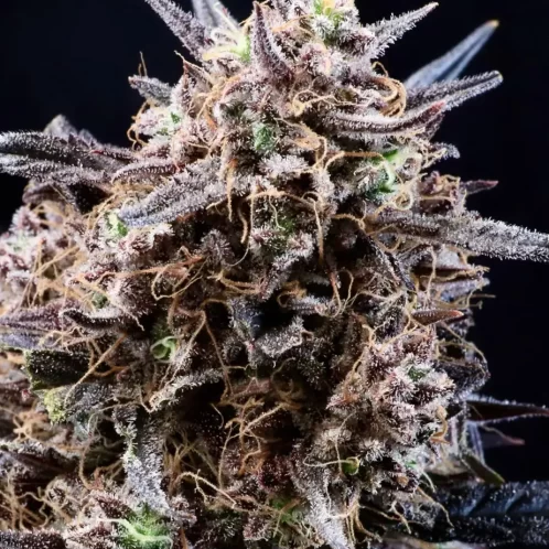 Banjerine Auto-Flowering Seeds Atlas Seed Feminized Cannabis Seeds