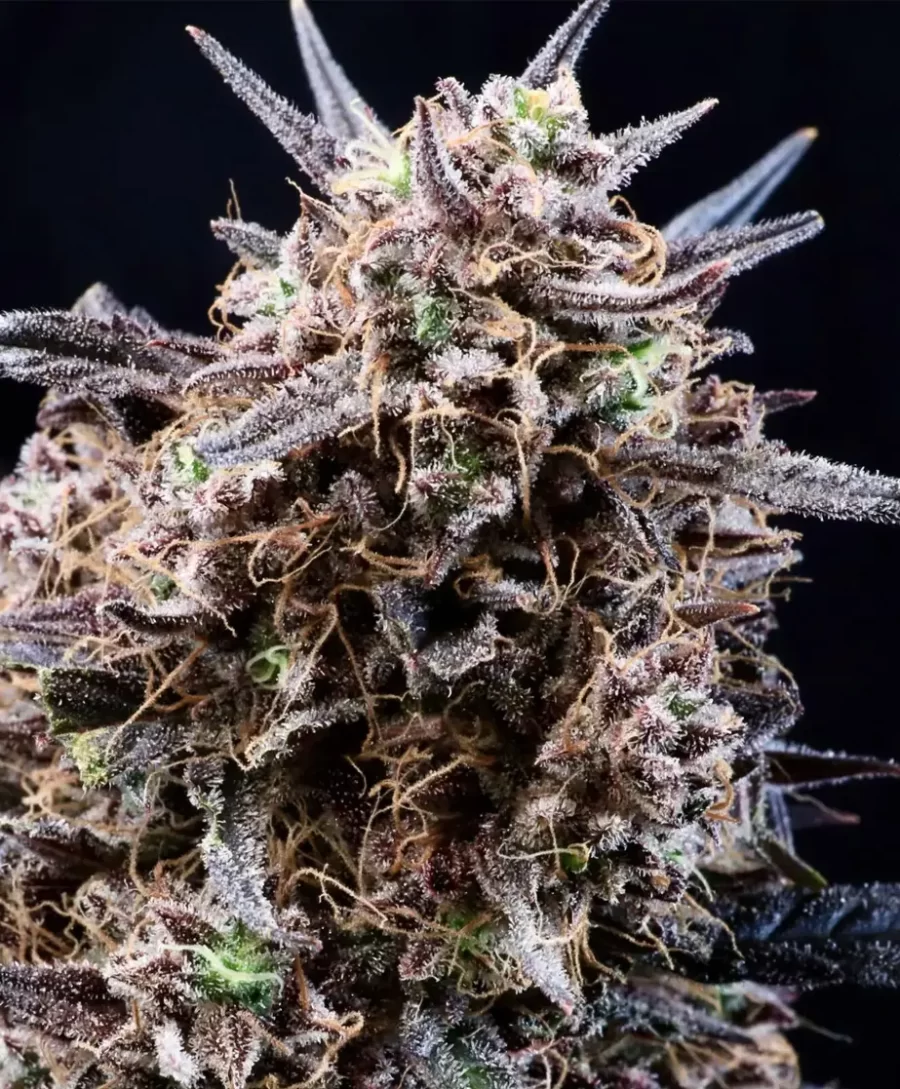 Banjerine Auto-Flowering Seeds Atlas Seed Feminized Cannabis Seeds