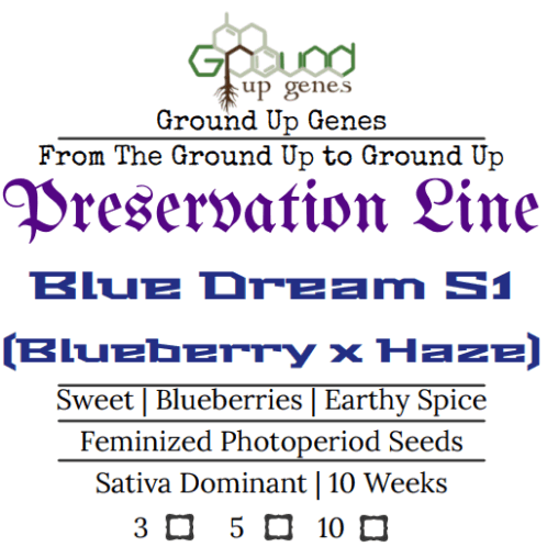 Blue Dream S1 Feminized Photoperiod Seeds Ground up genes preservation pack line