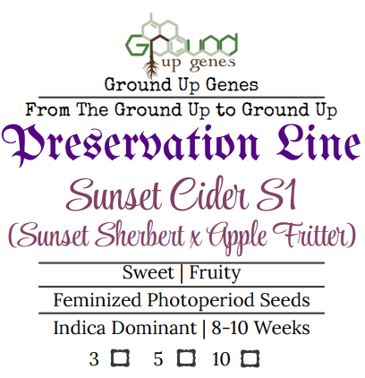 Sunset Cider S1 Feminized Photoperiod Seeds Ground up genes preservation pack line