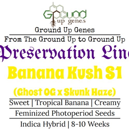 Banana Kush S1 Feminized Photoperiod Seeds Ground up genes preservation pack line