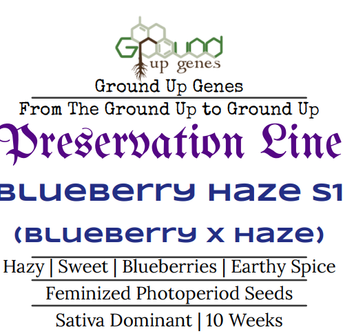 Blueberry Haze S1 Feminized Photoperiod Seeds Ground up genes preservation pack line