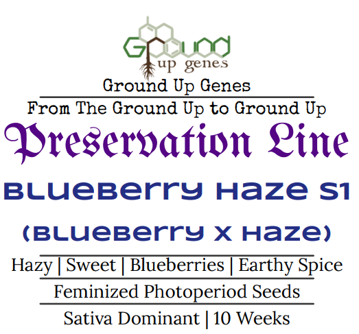 Blueberry Haze S1 Feminized Photoperiod Seeds Ground up genes preservation pack line