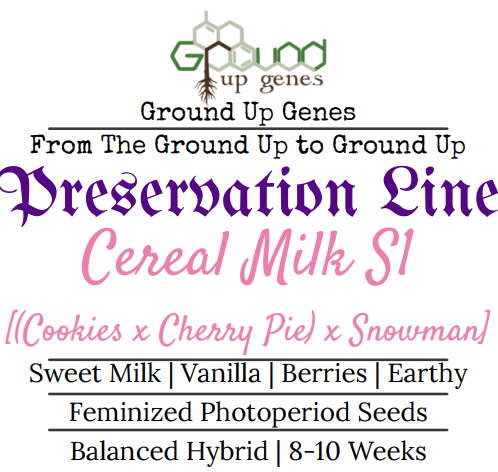 Cereal Milk S1 Feminized Photoperiod Seeds Ground up genes preservation pack line