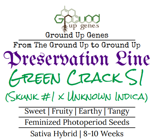 Green Crack S1 Feminized Photoperiod Seeds Ground up genes preservation pack line