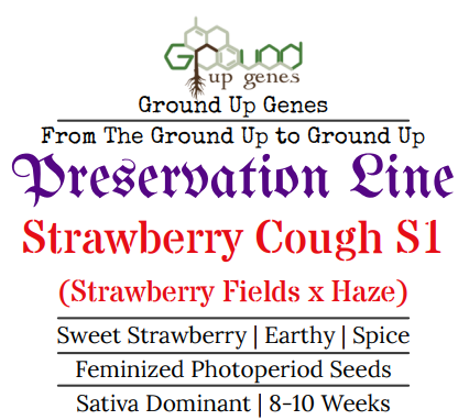Strawberry Cough S1 Feminized Photoperiod Seeds Ground up genes preservation pack line