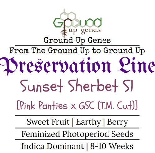 Sunset Sherbet S1 Feminized Photoperiod seeds ground up genes preservation packs