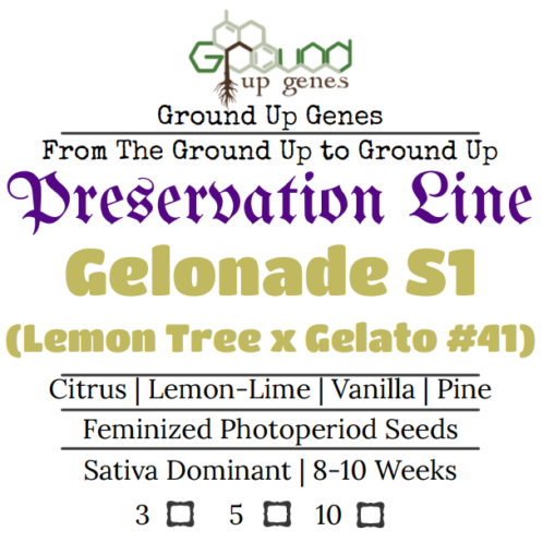 Gelonade S1 Feminized Photoperiod seeds ground up genes preservation packs