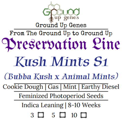 Kush Mints S1 Feminized Photoperiod Seeds Ground up genes preservation pack line